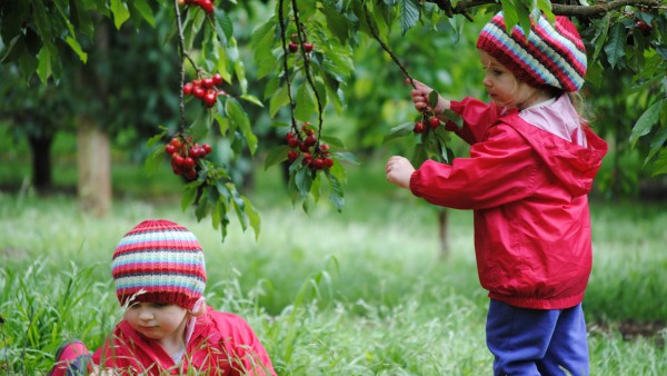 NGHỀ LÀM FARM TẠI ÚC - CANADA : CƠ HỘI VIỆC LÀM VỚI TẤT CẢ MỌI NGƯỜI